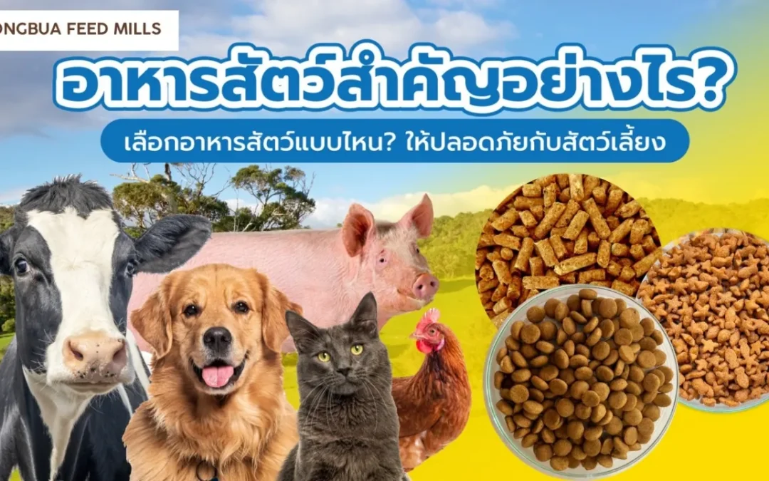 อาหารสัตว์คืออะไรมีความ สำคัญอย่างไร